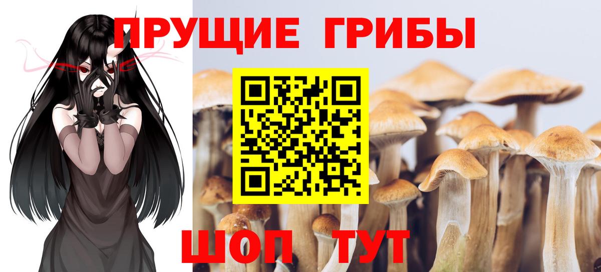 Новозыбков  Псилоцибиновые грибы GOLDEN TEACHER  Вход с VPN 